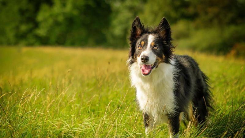 Bảng giá chó border collie