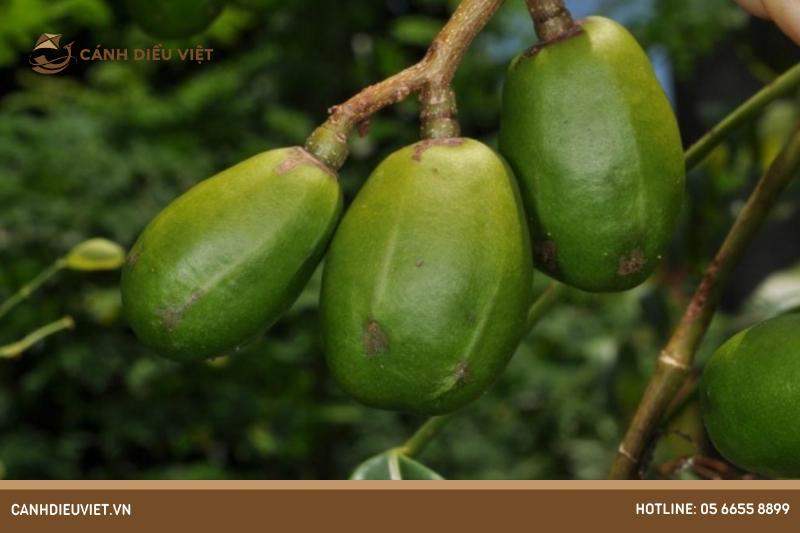 Bệnh sưng quả (Fruit rot)