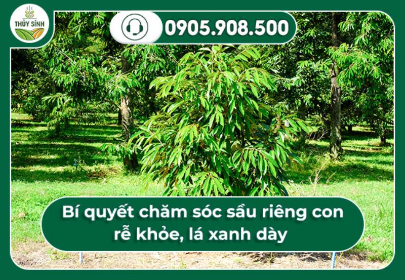  Bí quyết chăm sóc sầu riêng con rễ khỏe, lá xanh dày