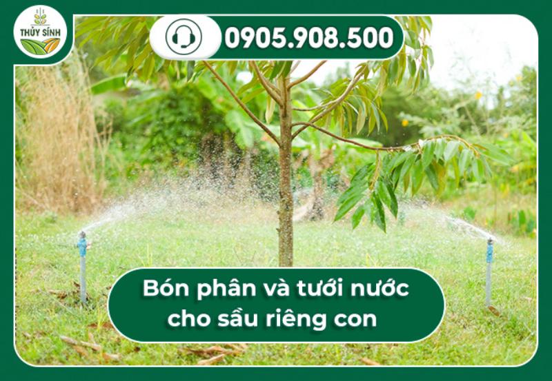 Bón phân và tưới nước cho sầu riêng con 