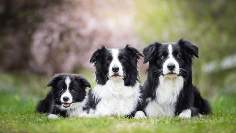 Bật Mí Cách Nuôi Chó Border Collie: Từ Nguồn Gốc Đến Chăm Sóc