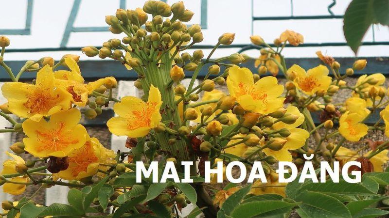 Cách chăm sóc mai hoa đăng nở đẹp