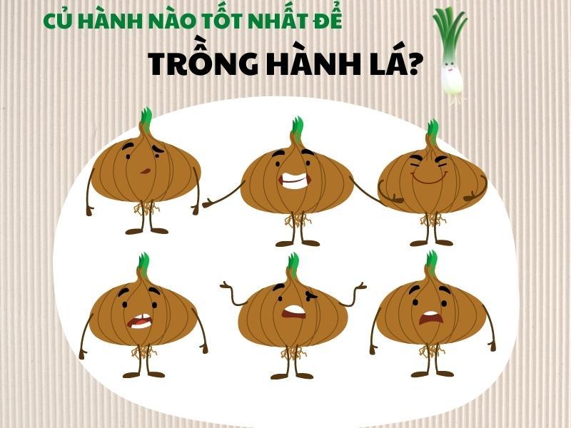 Cách chọn củ hành để trồng hành lá 