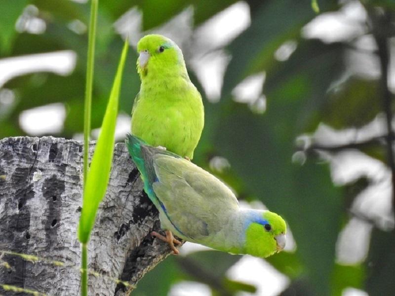 Cách nuôi vẹt Parrotlet như thế nào?