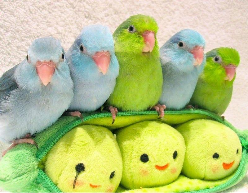 Cách phân biệt vẹt Parrotlet đực và mái