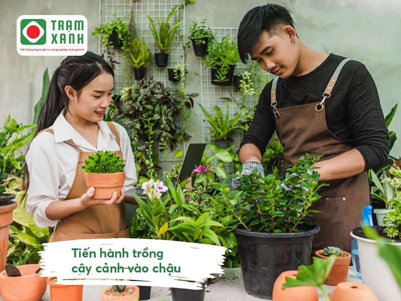 Cách trồng cây trong chậu