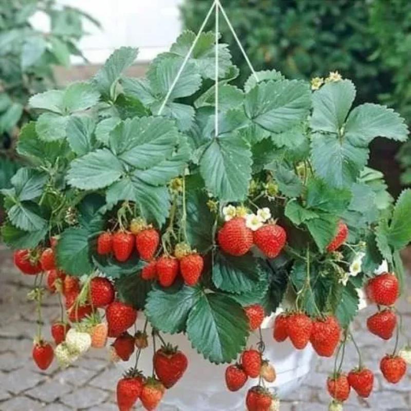 Erdbeeren im Norden Vietnams erfolgreich anbauen