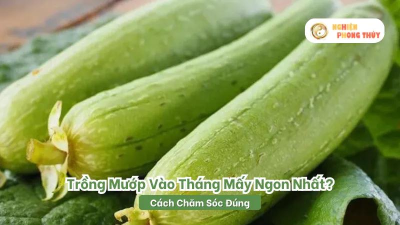 Trồng Mướp Vào Tháng Mấy Ngon Nhất? Bật Mí Thời Vụ Trồng Mướp Cho Năng Suất Cao