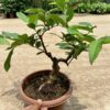 Bí Mật Trồng Và Chăm Sóc Cây Ổi Bonsai Mini Cho Quả Sai Trĩu Cành