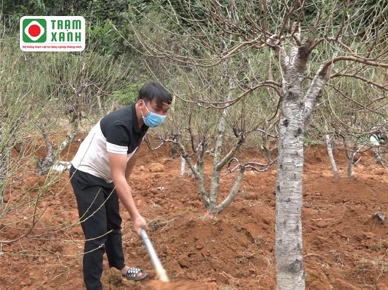 “Chảy Nhựa” Trên Cây Đào: Nguyên Nhân Và Cách Khắc Phục Tận Gốc