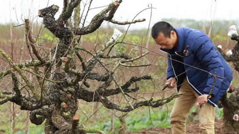 Cắt sửa cành để cành mới phát sinh nhiều, năm tới sẽ cho nhiều hoa