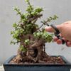 Bí Quyết Trồng Và Chăm Sóc Cây Cảnh Bonsai Cho Người Mới Bắt Đầu