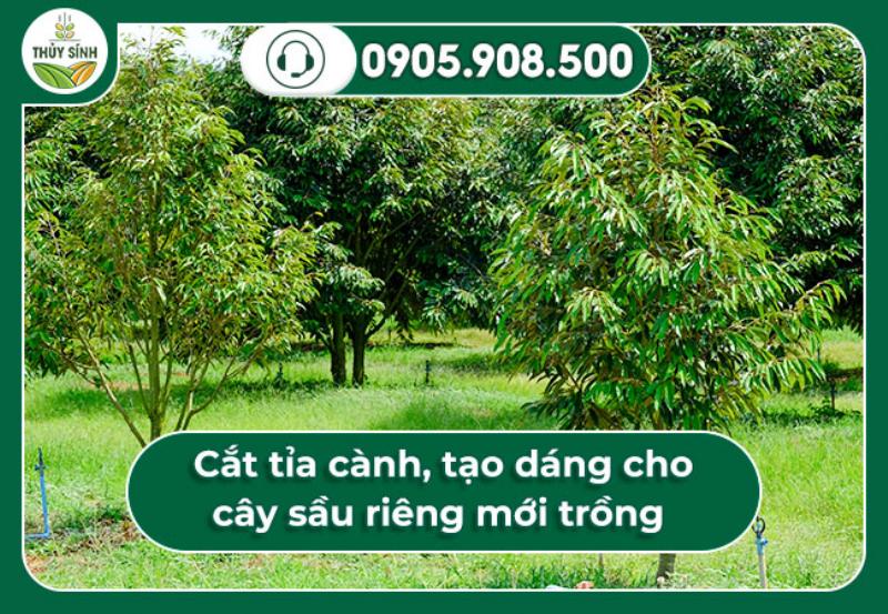 Cắt tỉa cành, tạo dáng cho cây sầu riêng mới trồng