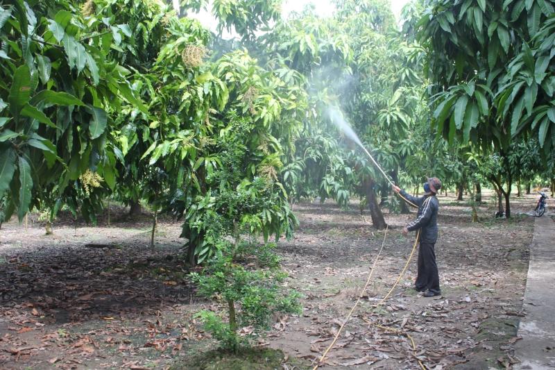 "Cắt tỉa tạo tán cho cây ăn quả" width=