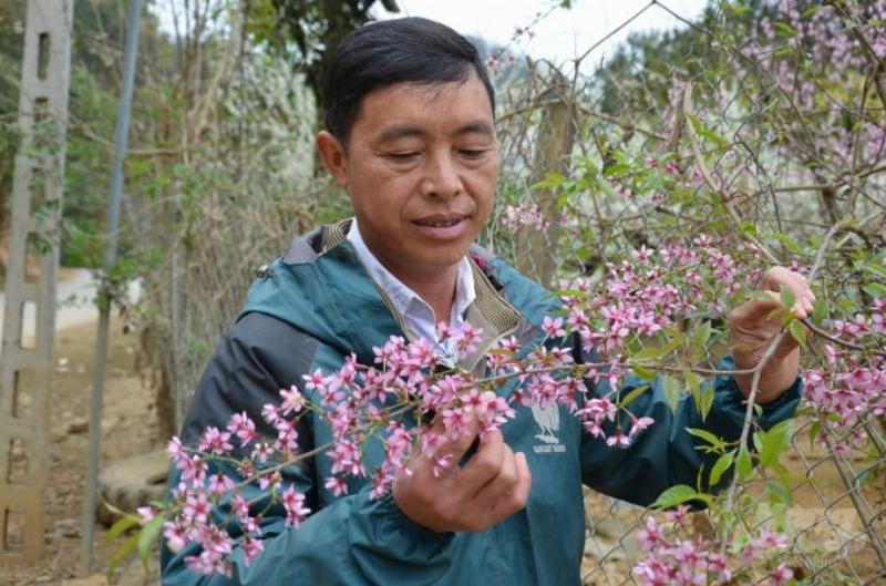 Cây 'đào rừng' nhà anh Chơ. Ảnh: Dương Đình Tường.