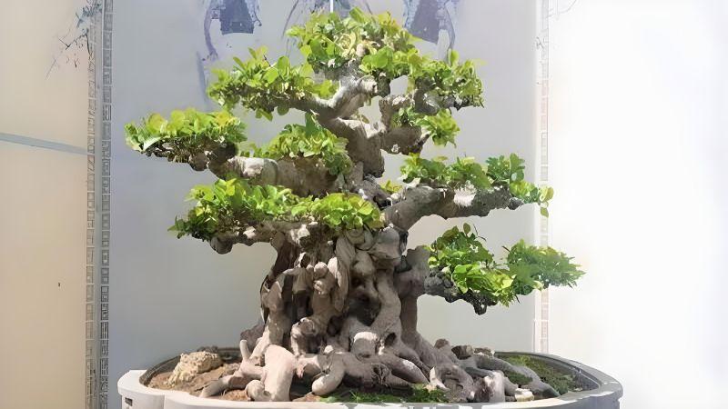 Cây duối bonsai dáng cổ thụ đẹp mắt