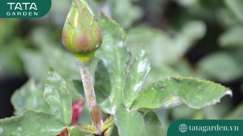 The Ultimate Guide to Treating 10+ Common Rose Diseases