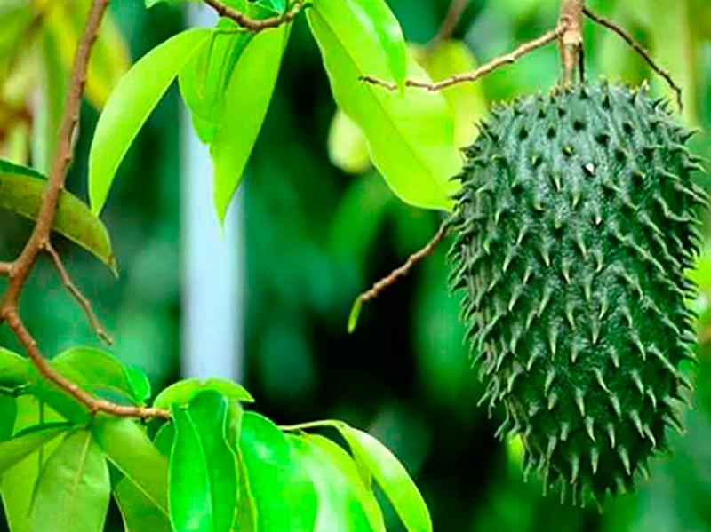 Anzucht und Pflege von Soursop für hohen Ertrag