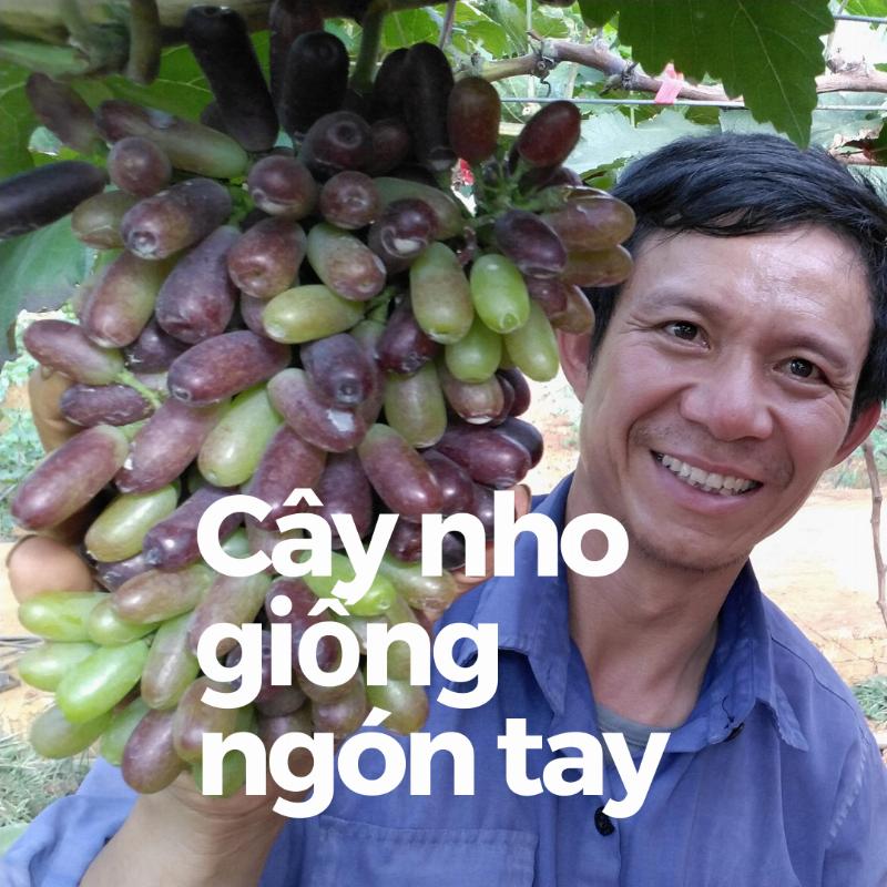 Cây nho giống 1 năm tuổi