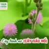 Bật mí cách trồng cây hoa trinh nữ ngay tại nhà, đơn giản mà hiệu quả bất ngờ!