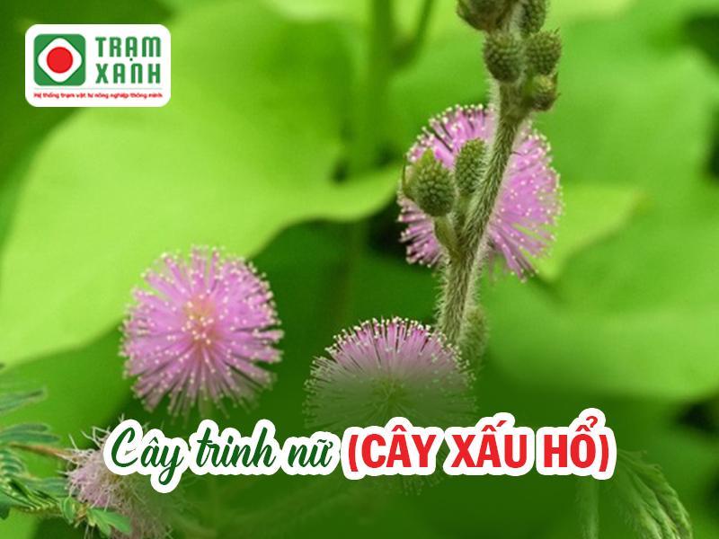 Bật mí cách trồng cây hoa trinh nữ ngay tại nhà, đơn giản mà hiệu quả bất ngờ!