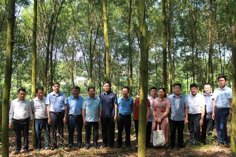 "Chăm sóc giâm bụt giấm"