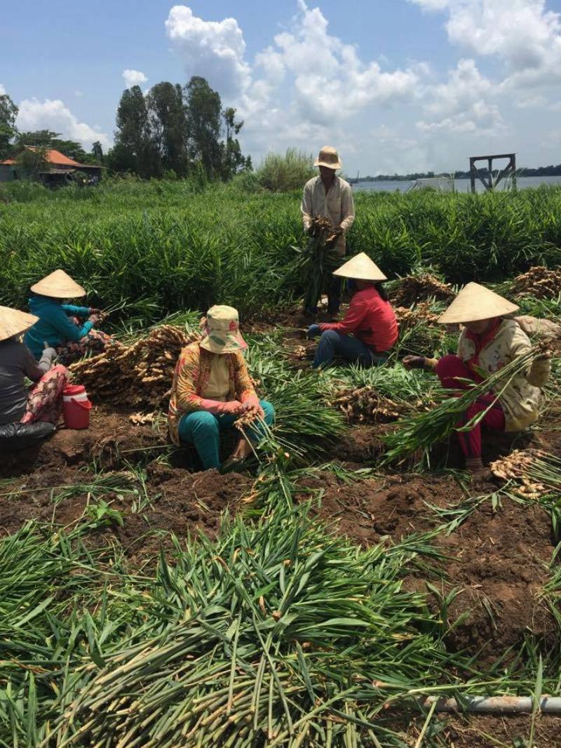 chăm sóc gừng sẽ