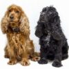 Hướng Dẫn Trồng Và Chăm Sóc Giống Chó Cocker Spaniel –  “Nàng Thơ” Của Mọi Nhà