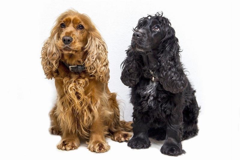 Hướng Dẫn Trồng Và Chăm Sóc Giống Chó Cocker Spaniel –  “Nàng Thơ” Của Mọi Nhà