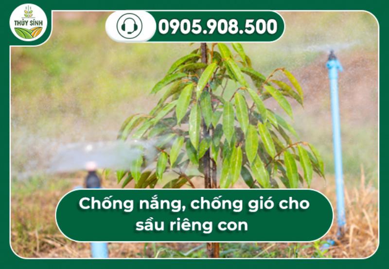  Chống nắng, chống gió cho sầu riêng con