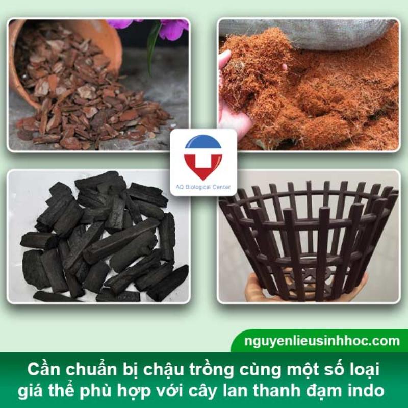 Chuẩn bị trước khi tiến hành trồng lan thanh đạm Indo