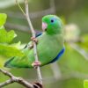 Bỏ Túi Bí Kíp Trồng Và Chăm Sóc Vẹt Parrotlet – Loài Vẹt “Tí Hon” Đầy Quyến Rũ