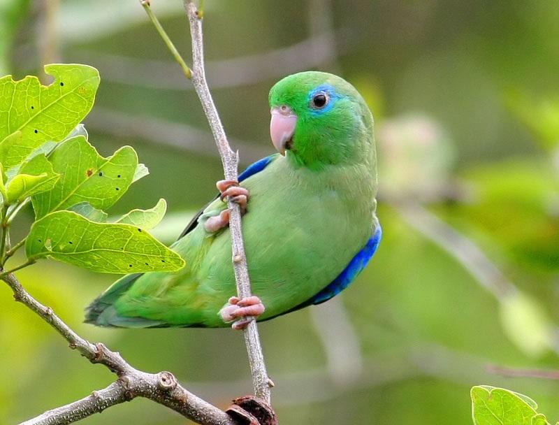 Bỏ Túi Bí Kíp Trồng Và Chăm Sóc Vẹt Parrotlet – Loài Vẹt “Tí Hon” Đầy Quyến Rũ