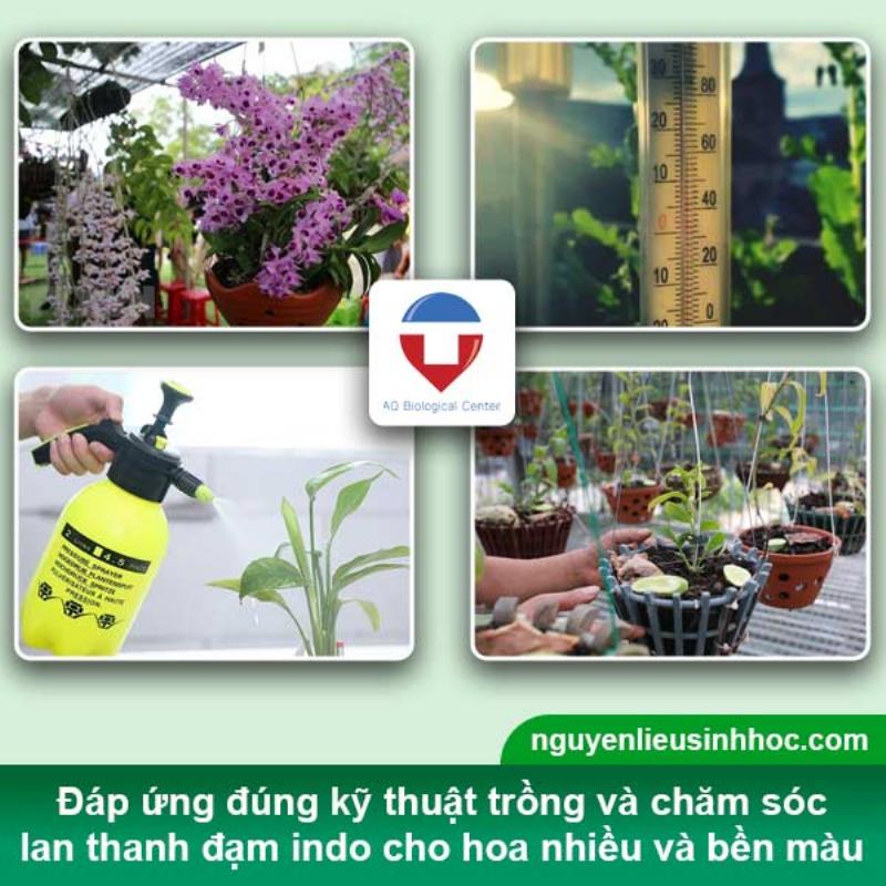 Điều kiện sinh trưởng của lan thanh đạm Indo