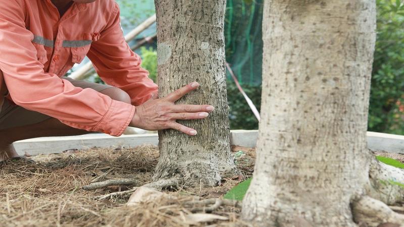 Giá và địa chỉ mua cây mộc hương