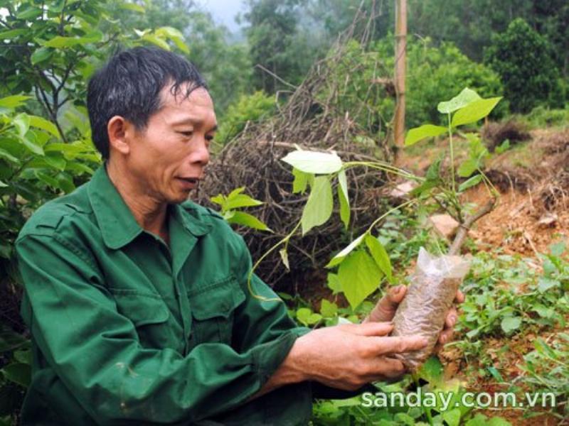 Hướng Dẫn Trồng Sắn Dây Năng Suất Cao – Bí Quyết Cho Thu Mùa Bội Thu