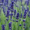 Bí Kíp Trồng Hoa Lavender Đuổi Muỗi Ngay Tại Nhà