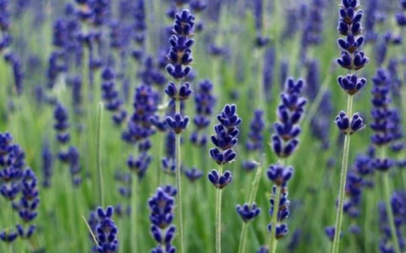 Bí Kíp Trồng Hoa Lavender Đuổi Muỗi Ngay Tại Nhà