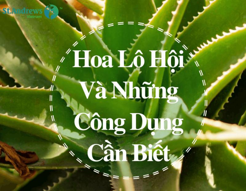 Hoa Lô Hội Có Công Dụng Và Ý Nghĩa Gì Đối Với Sức Khỏe Và Chăm Sóc Da