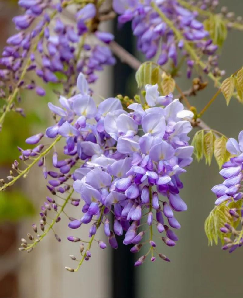 Hoa tử đằng Trung Quốc Wisteria Sinensis