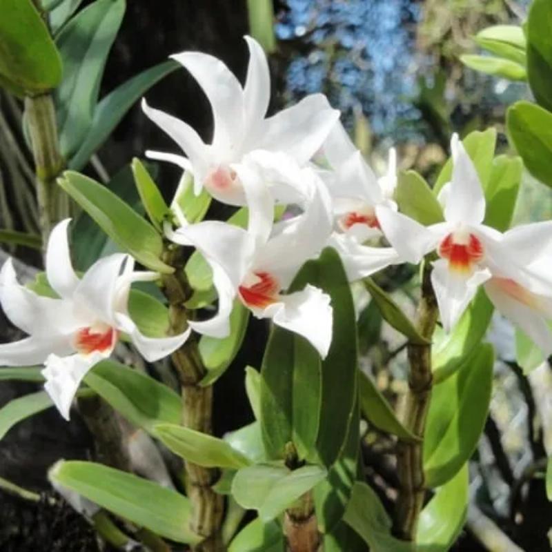 Dendrobium draconis: Pflege und Kultivierung