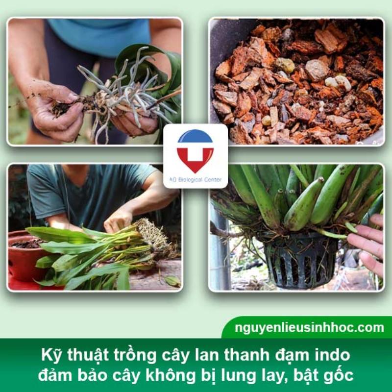 Hướng dẫn kỹ thuật trồng cây lan thanh đạm Indo trong chậu