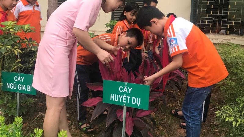 Huyết dụ là cây khá dễ trồng