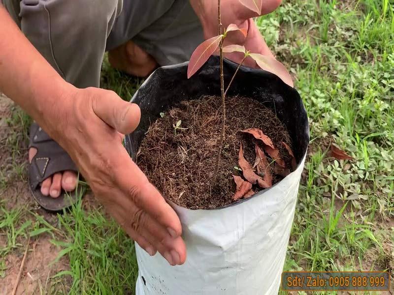 Kỹ Thuật Trồng Cây Mai Vàng Xuống Vườn Nhanh Bén Rễ Cho Hoa Rực Rỡ Ngày Tết