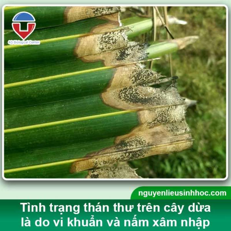 Kỹ thuật trồng dừa giúp phòng bệnh