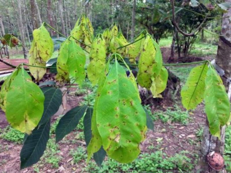 Phòng Bệnh Corynespora Trên Cây Cao Su: Kỹ Thuật Bảo Vệ Vườn Cây Xanh Tươi