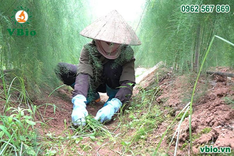 Làm cỏ trồng măng tây