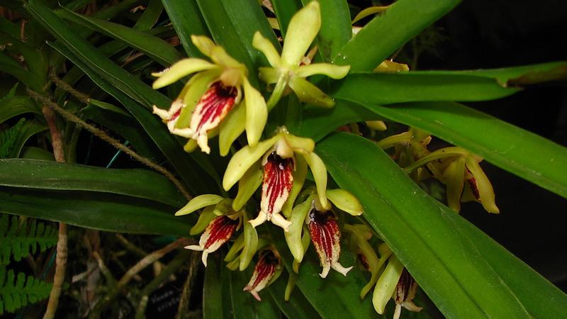 Lan Vanda Tricolor