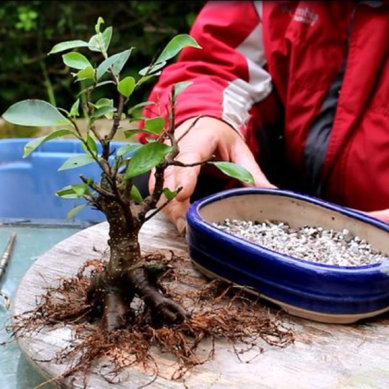 Lựa-chọn-giá-thể-trồng-bonsai