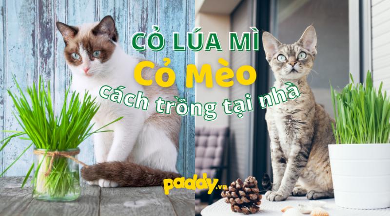 Mèo ăn cỏ lúa mì